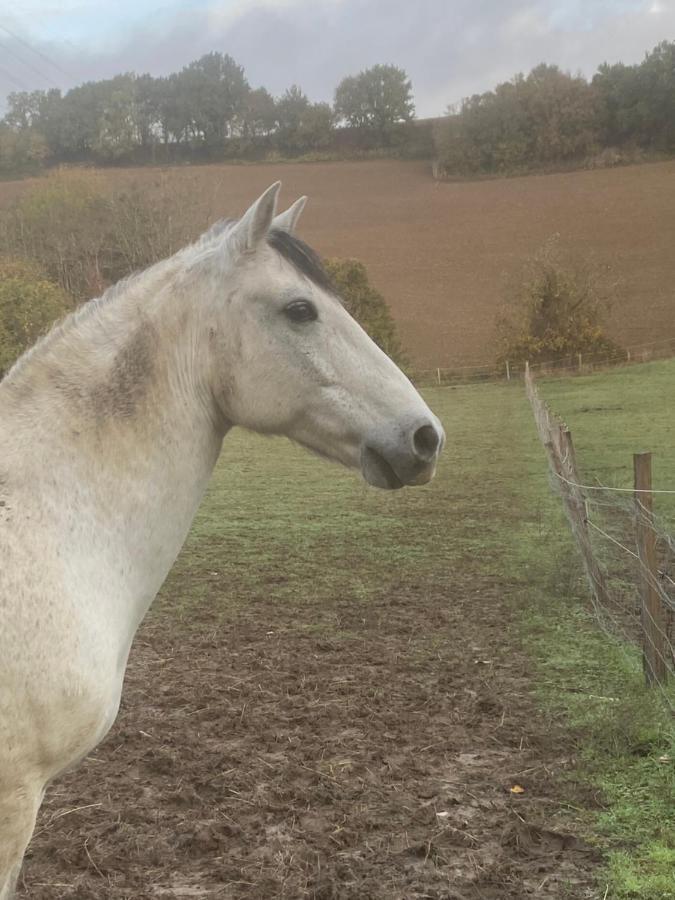 Chez Sophie - Gite Et Gite Equestre Clermont-Dessous Eksteriør billede